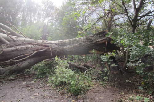 Fallen tree